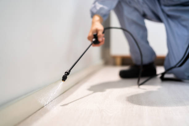 Licensed Termite Control service in Queens, NY - Nex Pest Control